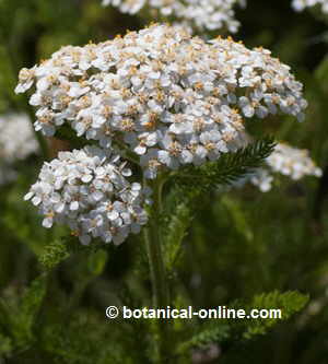 Yarrow flowers