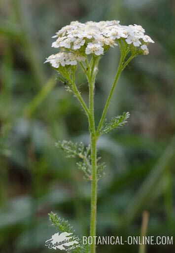 yarrow, medicinal plant