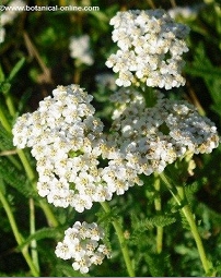 yarrow