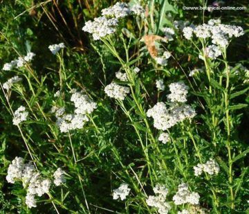 achillea