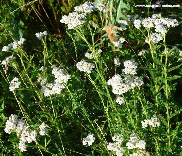 yarrow