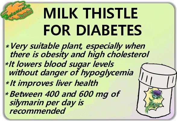 milk thistle for diabetes