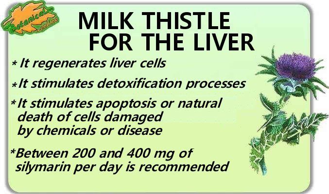 milk thistle