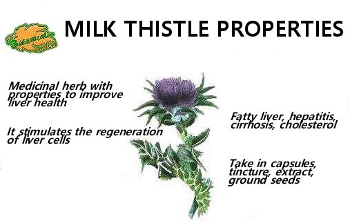 milk thistle medicinal properties