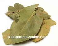 Dried bay leaves