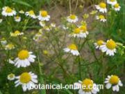 chamomile flowers