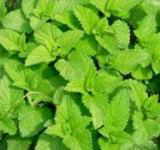 lemon balm as uterine tonic