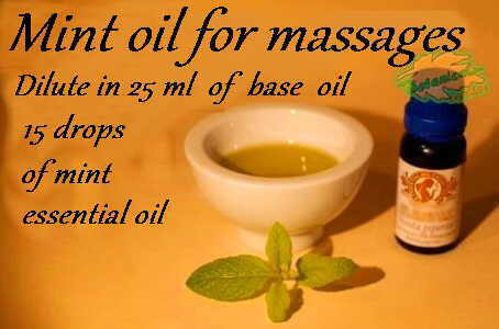 mint oil for massage elaboration with essential oil