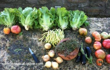 Vegetable garden