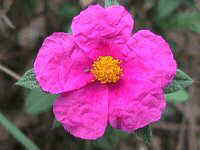 cistus