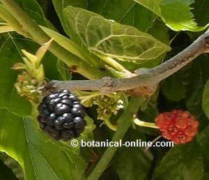black mulberries
