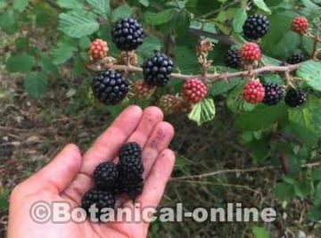 Photo of blackberries