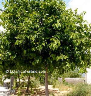 Photo of a black mulberry (Morus nigra)