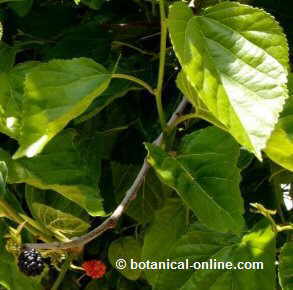Photo of leaves and fruits of mulberry