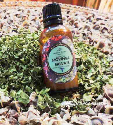 Moringa oil, with dried leaves and tree seeds