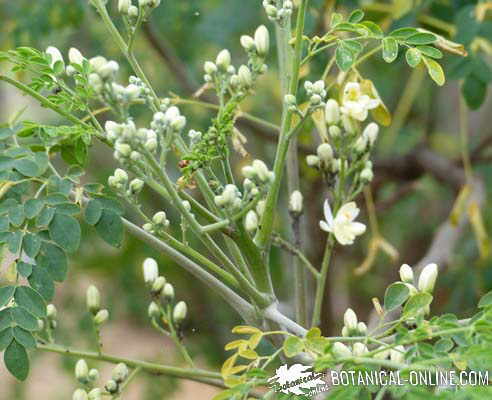 Detail of the leaves of moringa