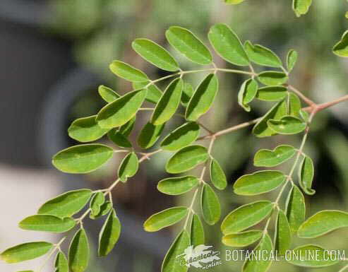 Moringa leaves