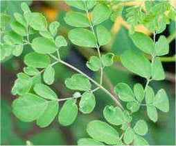 Moringa leaf