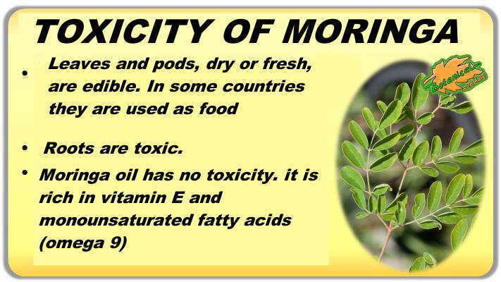 moringa toxicity