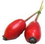 rosehip