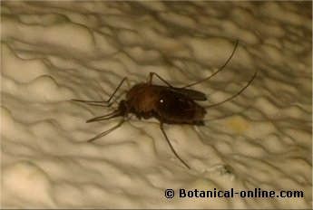 female mosquito