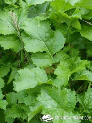 Mustard greens