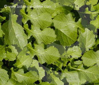 Photo of mustard greens leaves
