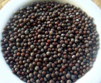 grains of black mustard