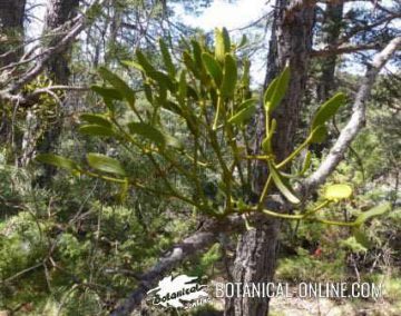 Photo of mistletoe parasitizing a tree