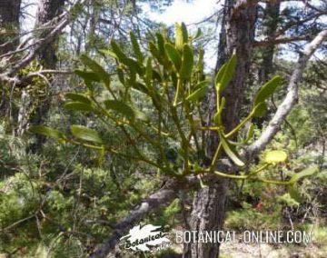 Photo of mistletoe parasitizing a tree