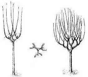 pruning