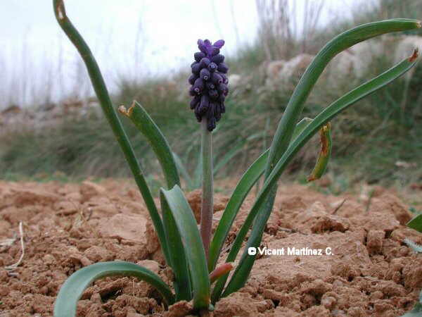 MUSCARI NEGLECTUM