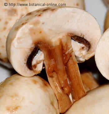 common mushroom cut in half