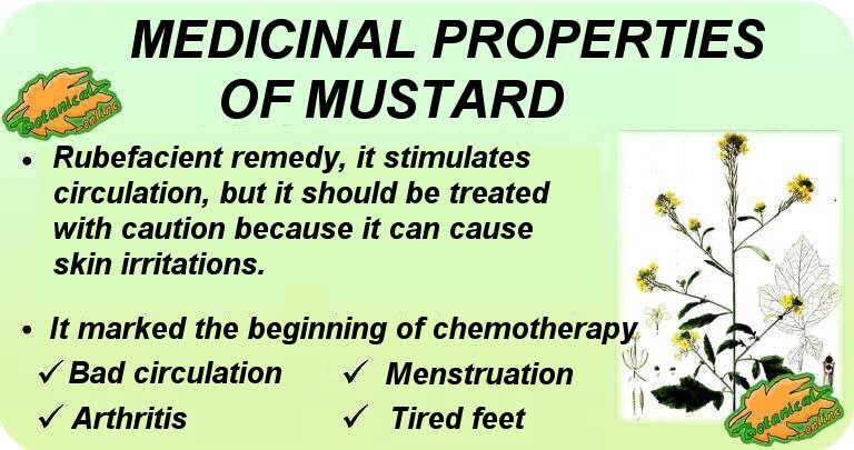 Properties and benefits of mustard and its main medicinal uses.