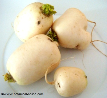 Photo of turnips