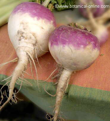 Turnips