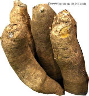 yam