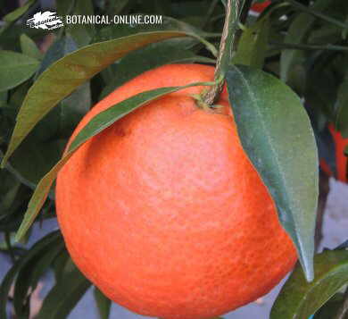 Detail of an orange, hanging from an orange tree branch, with leaves.
