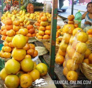 oranges in a market