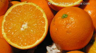 Navelate oranges