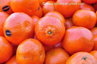 Photo of oranges