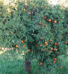 orange tree