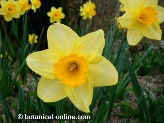 daffodils