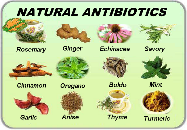 Antibiotics medicinal plants natural medicine