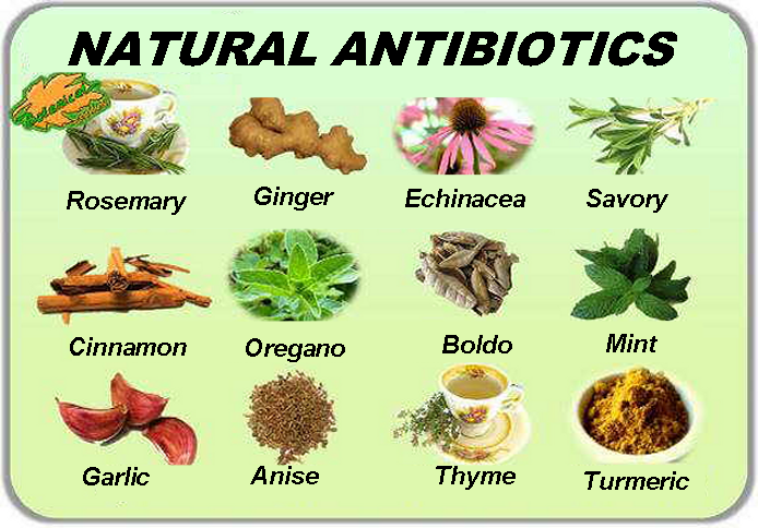 Antimicrobial herbal extracts