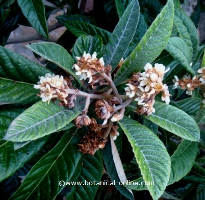 leaves and inflorescence of Japanese medlar