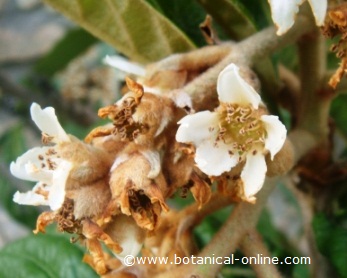 flower of Japanese medlar.