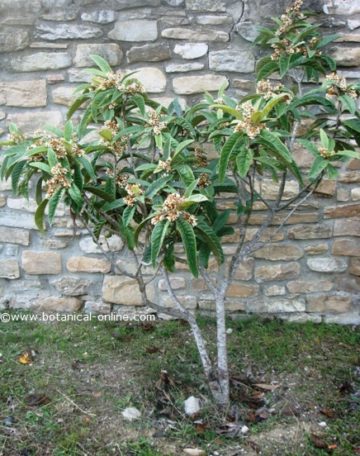 Japanese loquat