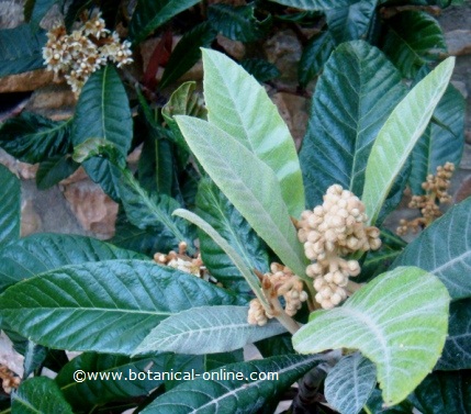 Panicle of loquat flowers, still not in bloom