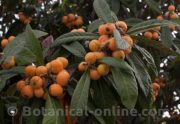 Japanese loquat